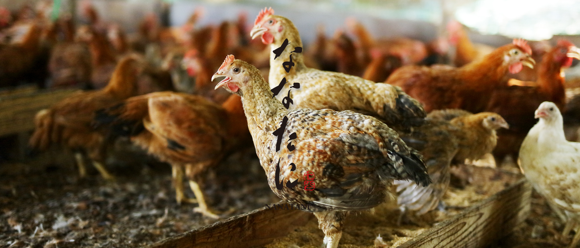 メイン04 メイン04